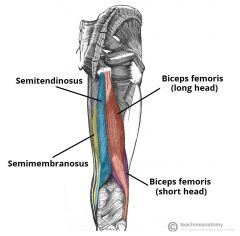 1) Semitendinosus 
2) Semimembranosus
3) Biceps femoris