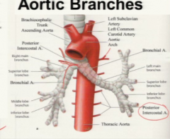 Intercostal arteries (3-11), subcostal artery (T12), bronchial arteries, and esophageal arteries