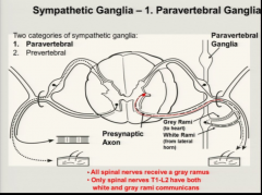 The white rami carry preganglionic fibers to the ganglia from the lateral horns of the spinal cord. The grey rami carry postganglionic fibers from the ganglia to the VPR. Only T1-L2 spinal nerves have both white and grey rami communicans (others o...