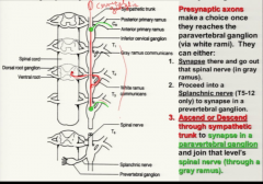 They can...
1) synapse in the paravertebral sympathetic ganglion and exit the same level
2) Ascend or descend through the sympathetic trunk and synapse at a paravertebral ganglion at another level exiting through a grey ramus at a higher or lowe...
