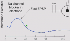 Following AP, a second depolarizatoin (fast EPSP) that occurs which takes 40 ms to return to baseline. Occurs due to ACh released from preganglionic axon.
If place Na channel blocker, action potential is abolished but fast EPSP still results.