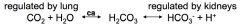 respiratory rate & depth affects PCO2 >> CO2 available for carbonic acid production // rapid effect (mins to hours)

kidneys regulate plasma levels of HCO3- and H+ by controlling HCO3- conservation (reabsorption) and H+ secretion (excretion) // ...