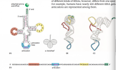 -a set of 3 consecutive nucleotides that bind the complementary codon in an mRNA molecule through base-pairing
-forms at one of the 2 regions of unpaired nucleotides of the L-shaped molecule
-crucial for tRNA in protein synthesis