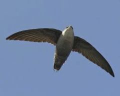 Apodiformes


-Apodidae: Swifts


-Trochilidae: Hummingbirds