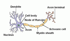 - Dendrites which receive information
- Axons which conduct the information (may be up to 1 metre and may branch - (collaterals)
- Bouton which contain axon terminals involved in transmission of information to the next cell.
- Myelin Sheath which ...