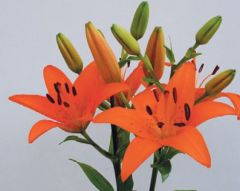 A 2-year old domestic short hair cat presents for ingestion of the flowers seen in the picture below. The ingestion occurred about 2 hours ago and no clinical signs have been noted yet. What does the ingestion of this plant cause in cats?