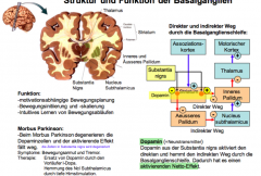

Thalamus gehört nicht zu den Ganglien aber ist in der Rückkopplung dabei.

Parkinson ist mit diesen verbunden. Die Zellen in Substantia nigra wird degeneriert

Dopamin:
Vorläufer kann durch die Blut-Hirn-Schranke und wird zu Dopamin verarbei...