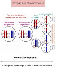 Migration aléatoire de chaque chromosome homologue vers l'un ou l'autre pôle cellulaire (en métaphase ou anaphase 1)
Ceci résulte en l'apparition de nouvelles combinaisons de chromosomes dans les cellules filles la cours de la méiose.