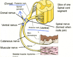 cutaneous and muscular nerves