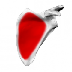 the extremely shallow concavity on the anterior or ventral surface of the scapula