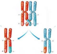 Echange de fragments de chromatides entre chromosomes d'une même paire lors de la prophase 1 de la méiose.