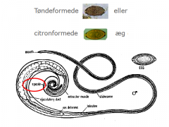 Række: Nemathelminthes 
Klasse: nematoda 
Orden: Enopiida
Overfamilie: Trichuoridea 

Non-bursogene nematoder

Piskeorm

Karakteristika: 
- Oesophagus: rør omgivet
af store celler (stichosome) 
- Én spikel 
- Infektiv stadie: L1 (i æg)...