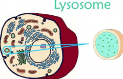 small organelles filled with enzymes (special proteins acting as biological catalysts)
break down food into small molecules that can be used by the rest of the call
also breaks down old and expired organelles.