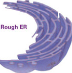 Rough ER- involved in protein synthesis. Ribosomes found on the surface/ back