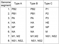 Types A, B, and C (A and B both have 8 segments while C only has 7)

Distinguished based on nucleocapsid (NP), M protein, and unique antigens.
