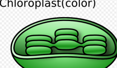 Chloroplasts capture energy from sunlight and convert it into chemical.
They are surrounded by two membranes. Chloroplasts contains the green pigment called chlorophyll.