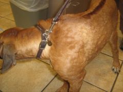 The dog pictured enters the clinic having an allergic reaction to an unknown allergen. The correct term for the skin condition shown in the photograph is: