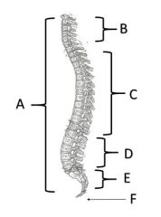 What is the type of vertebra at location B?