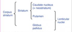 Has 3 parts:
(1) Fibres of Internal capsule
(2) Caudate Nucleus
(3) Lentiform