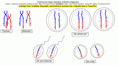Echange non réciproque de fragments de chromatides entre chromosomes homologues en prophase 1 de la méiose.