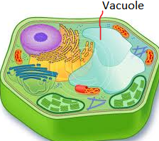 store materials like water, salts, proteins, and carbohydrates. Major organelle.
       the pressure of the central vacuole allows plants to support heavy structures (leaves, flowers)
   -found in few animals and unicellular organisms.
   -the par...