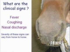 Equine Influenza is an acute, contagious respiratory disease