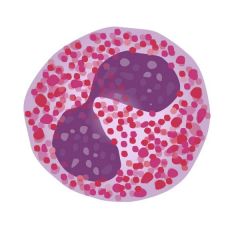 Globule blanc. Cellule circulant constamment dans les vaisseaux sanguins et attendant un appel des cellules sentinelles pour se déplacer dans les tissus infectés. Ils sont capables de la phagocytose.
(noyau plurilobé et cytoplasme très granuleux)