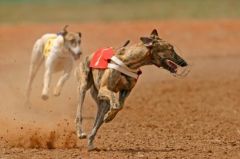 H3N8 is the only strain that infects dogs, and it is said to have entered the dog world through racing greyhounds being around horses.