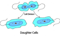 Cells formed after cell division
