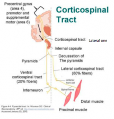 Corticospinal Tracts- Pyramidal system 