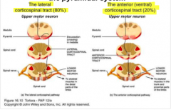 lateral corticospinal tract (80%) crosses over at the decussation in medulla 

Anterior (ventral) corticospinal tract (20%) crosses over in the spinal cord