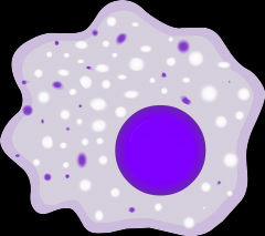Cellule sentinelle située dans les tissus. Ils sont capables de la phagocytose et possède des lysosomes contenant des agents toxiques pour les agents infectieux.