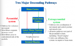 Pyramidal system 
- pathway for voluntary movement 
- most fibres originate in the motor cortex 
most fibres cross to the contralateral side at the medulla 
