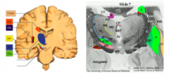 subthalamic nucleus 
STN- green bit
beneath the thalamus 
sight where deep brain stimulation (parkinsons) 