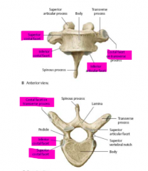 thoracic vertebae all have ribs attached
very elongated spinous process 

lumbar process- much larger and kidney shaped
- denser spinous process 