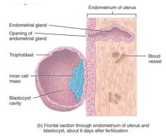 cell mass differentiates into 2 distinctive layers :
1) The hypoblast or primative endoderm
2) The epiblast, or the primative ectoderm