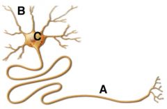The neuron structure labelled B is a ___________ and performs the function of _________________.