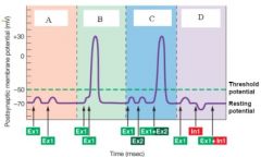 Ex 1 and Ex 2 are EPSPs located at different locations on an axon, and In1 is an IPSP.

In the above diagram,  ____ would represent ____________.

 A , two action potentials 
 B, temporal summation 
 C, facilitation 
 B, spatial summation 
...