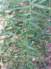 compound leaves