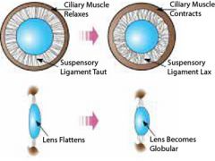 The ciliary muscle is circular! 

Contract → reduce tension in the ligaments → lens becomes rounder → accommodation for a near object. 