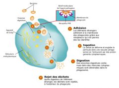 Correspond à la phagocytose (cellules dendritiques + granulocytes + macrophages). La phagocytose est la première défense mise en place, l'agent infectieux adhère à une cellule immunitaire, est ingéré, digéré puis rejeté comme déchet.