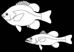 Bass and sunfish