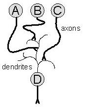 The simple circuit diagram above shows three sensory nerves A, B and C forming synapses on the dendrites of motor nerve D. Sensory nerves B and C are inhibitory, and sensory nerve A is excitatory.  Assuming local synapse strength is equivalent, wh...