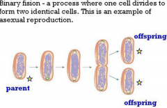 The way asexual organisms reproduce