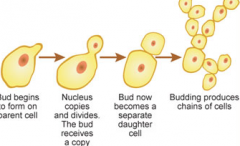 Another way asexual organisms reproduce. In this process, they end up as a chain of cells