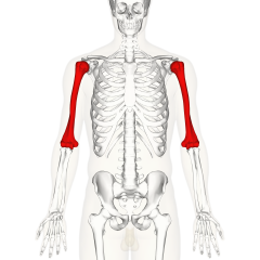 Bone in upper arm