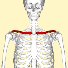 The collarbone