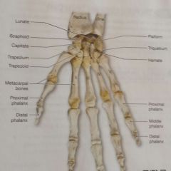 5 bones that articulate with the distal carpal bones and support the palm of the hand. Expressed by roman numerals: I - V