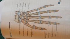 The metacarpal bones articulate with the phalanges, or finger bones. There are 14 in each hand. 
The thumb (or pollex) has 2 phalanges, and each finger has 3.