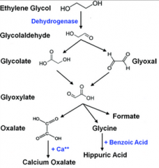 Ca combines with oxalate to form calcium oxalate (monohydrate) crystals.